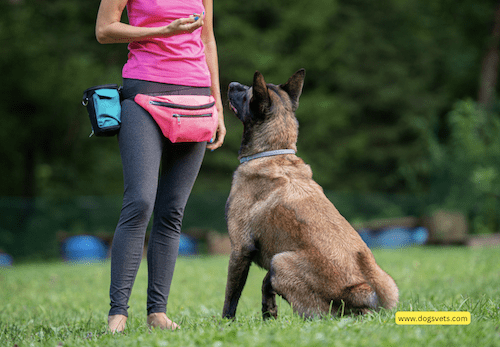 Are Dog Training Apps Worth It?